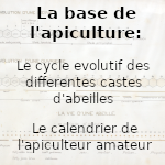 Cycle des abeilles